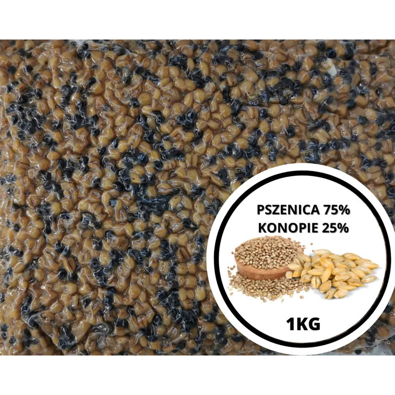 Ziarna PSZENICA 75% + KONOPIE 25% 1kg | SazanBaits.pl - Profesjonalne przynęty karpiowe